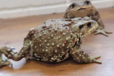 Frösche  kaufen und verkaufen Foto: Breviceps,Bufo, Leptobrachium