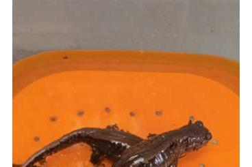 Salamander kaufen und verkaufen Foto: Salamandrella kyeserlingii Salamander kaufen und verkaufen Foto: Salamandrella kyeserlingii