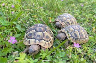 Tortoises kaufen und verkaufen Photo: Griechische Landschildkröten aus Rhein-Main