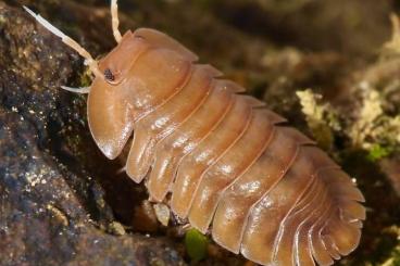 Krebstiere terrestrisch  kaufen und verkaufen Foto: Rarität!, Troglodillo Sunset Starter Gruppen