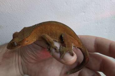 Geckos kaufen und verkaufen Foto: Biete Kronengecko Weibchen aus 2024 an 