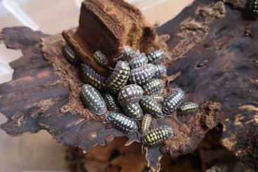 other Arthropoda kaufen und verkaufen Photo: Armadillidium gestroi zu verkaufen 