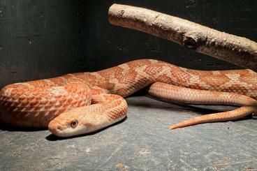 Schlangen kaufen und verkaufen Foto: Erdnatter (Pantherophis Obsoletus Obsoletus)
