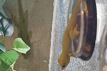 Geckos kaufen und verkaufen Photo: Phelsuma grandis, Madagaskar Taggecko