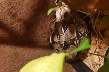 Boas kaufen und verkaufen Foto: Boa Constrictor spec. zu verschenken, bei bedarf mit Terrarium