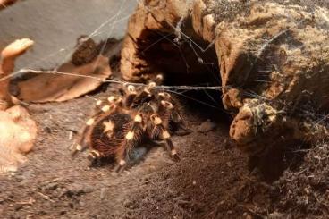 Vogelspinnen kaufen und verkaufen Foto: Acanthoscurria Geniculata 0.1 8cm