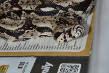 Boas kaufen und verkaufen Photo: Boa constrictor lognicauda 4.1 Anery Boas kaufen und verkaufen Photo: Boa constrictor lognicauda 4.1 Anery