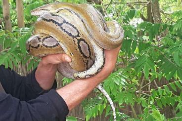 Pythons kaufen und verkaufen Photo: Netzpython - morph (1.3)Nz'21