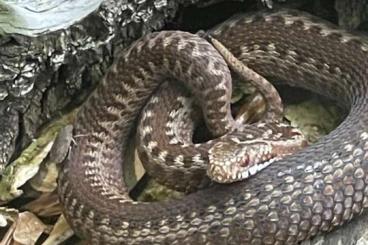 Venomous snakes kaufen und verkaufen Photo: Kreuzotter Vipera berus NZ2022, 2021, 2020