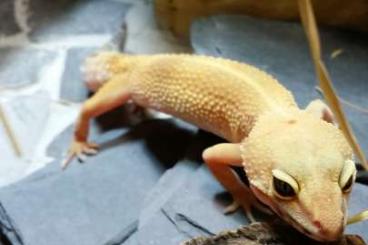 Geckos kaufen und verkaufen Photo: Leopardgeckos in Not - Nordhessen