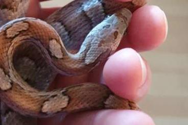 Snakes kaufen und verkaufen Photo: Bitte drei schöne Männche korrnis an