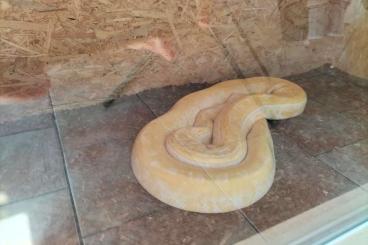 Pythons kaufen und verkaufen Foto: Tigerpython Albino 2 Meter lang