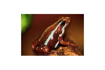 Poison dart frogs kaufen und verkaufen Photo: Dreistreifen-Baumsteiger Nachzuchten