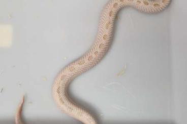 Colubrids kaufen und verkaufen Photo: Heterodon nasicus Hognose Snakes adult