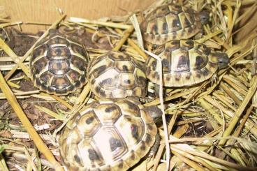 Tortoises kaufen und verkaufen Photo: Nachzuchten von Griechischen Landschildkröten aus dem Jahr 2023