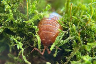 Insects kaufen und verkaufen Photo: Flinke Kellerassel P. laevis “orange”