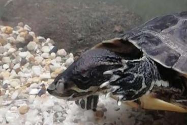 Sumpfschildkröten kaufen und verkaufen Foto: Gelbohr Schildkröte + 2 Aquarien