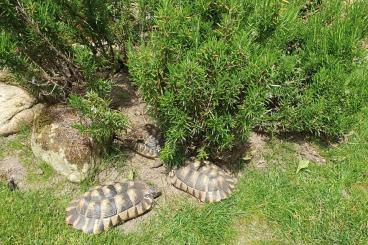 Schildkröten  kaufen und verkaufen Foto: Breitrandschildkröten, Nachzucht 2009, 2010