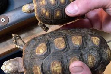 Landschildkröten kaufen und verkaufen Foto: Südamerikanische Köhlerschildkröten Chelonoidis carbonaria