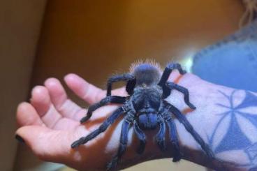 - bird spiders kaufen und verkaufen Photo: Lasiocyano Sazimai abzugeben - bird spiders kaufen und verkaufen Photo: Lasiocyano Sazimai abzugeben