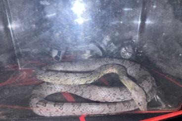 Snakes kaufen und verkaufen Photo: 2 männliche Kornnattern abzugeben 