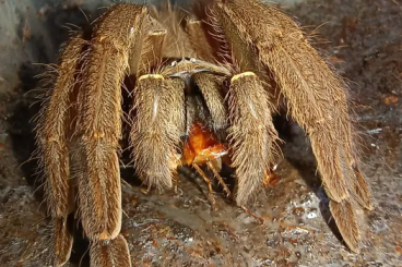 Vogelspinnen kaufen und verkaufen Foto: Houten 20.04  Ephebopus uatuman Macrothele sp. filipins 