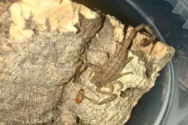 Skorpione kaufen und verkaufen Foto: Isometrus maculatus adult Wc Skorpione kaufen und verkaufen Foto: Isometrus maculatus adult Wc