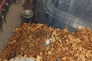 Spinnen und Skorpione kaufen und verkaufen Foto: Lasiocyjano (ex.Pterinopoelma) sazimai bulk fh1 Spinnen und Skorpione kaufen und verkaufen Foto: Lasiocyjano (ex.Pterinopoelma) sazimai bulk fh1
