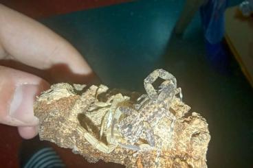 Scorpions kaufen und verkaufen Photo: Parabuthus transvaalicus Isometrus maculatus Scorpions kaufen und verkaufen Photo: Parabuthus transvaalicus Isometrus maculatus