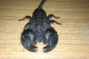 Scorpions kaufen und verkaufen Photo: Ophistacantus cf. asper. Scorpions kaufen und verkaufen Photo: Ophistacantus cf. asper.