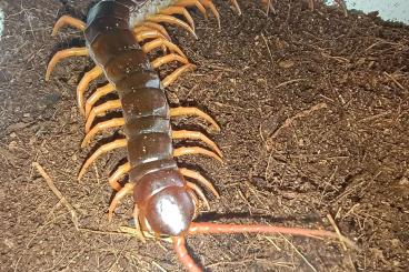Myriapoda kaufen und verkaufen Foto: Skolopendra subspinipes Benin Myriapoda kaufen und verkaufen Foto: Skolopendra subspinipes Benin