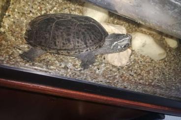 Schildkröten  kaufen und verkaufen Foto: Moschusschikdkröte 12 Jahre alt 