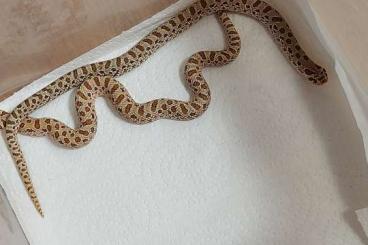 Snakes kaufen und verkaufen Photo: Hognose, Hakennasennatter, Heterodon Nasicus, Snakes kaufen und verkaufen Photo: Hognose, Hakennasennatter, Heterodon Nasicus,