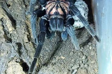Spiders and Scorpions kaufen und verkaufen Photo: Xenesthis, pamphobeteus, usw Spiders and Scorpions kaufen und verkaufen Photo: Xenesthis, pamphobeteus, usw