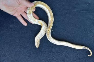 Snakes kaufen und verkaufen Photo: Hognose, hakennasennatter, heterodon nasicus Snakes kaufen und verkaufen Photo: Hognose, hakennasennatter, heterodon nasicus