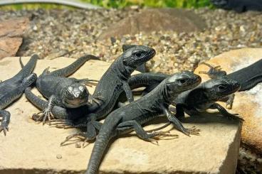 Lizards kaufen und verkaufen Photo: Live Exotics Timon l.melanistik/ Dalmatolacerta 