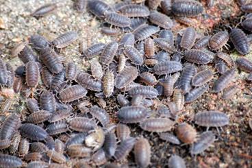 Insekten kaufen und verkaufen Foto: Offer Porcellio scaber isopods 