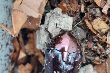 Insekten kaufen und verkaufen Foto: Diverse Käfer und Larven Insekten kaufen und verkaufen Foto: Diverse Käfer und Larven