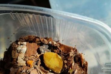 Insekten kaufen und verkaufen Foto: Protaetia culta culta Käfer/beetles Insekten kaufen und verkaufen Foto: Protaetia culta culta Käfer/beetles