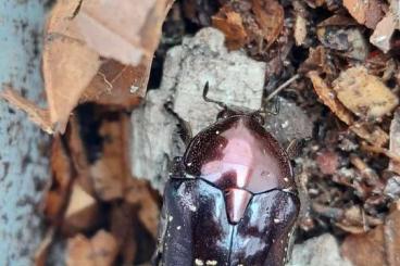 Insekten kaufen und verkaufen Foto: Protaetia formosana Paare/pairs Insekten kaufen und verkaufen Foto: Protaetia formosana Paare/pairs