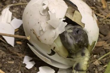 Landschildkröten kaufen und verkaufen Foto: Griechische Landschildkroeten abzugeben