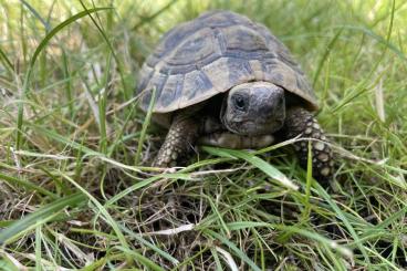Tortoises kaufen und verkaufen Photo: Griechische Landschildkröte | 2015
