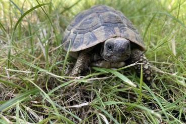 Tortoises kaufen und verkaufen Photo: Griechische Landschildkröte | 2015 Tortoises kaufen und verkaufen Photo: Griechische Landschildkröte | 2015