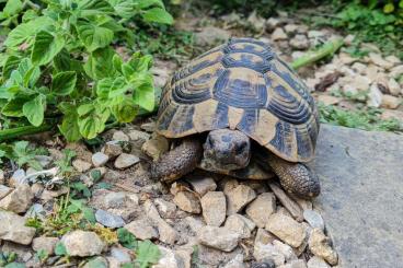 Tortoises kaufen und verkaufen Photo: Männliche Griechische Landschildkröten abzugeben, 7 und 8 Jahre alt