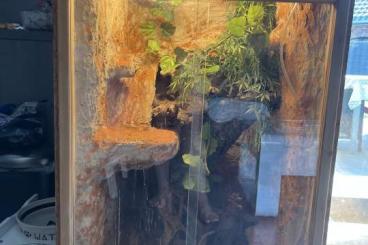 Geckos kaufen und verkaufen Foto: ***Leopardgeckos***inkl. Terrarium 
