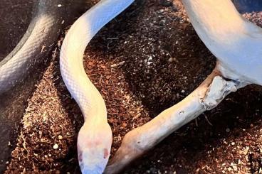 Colubrids kaufen und verkaufen Photo: Verkaufe Kornnatter auf Wunsch mit Terrarium und Zubehör 