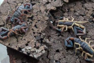 Skorpione kaufen und verkaufen Foto: Young Scorpions Heteroctenus and Centruroides 