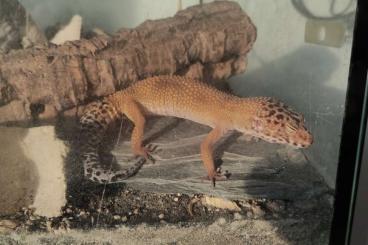 Geckos kaufen und verkaufen Foto: Leopardgecko Weibchen abzugeben
