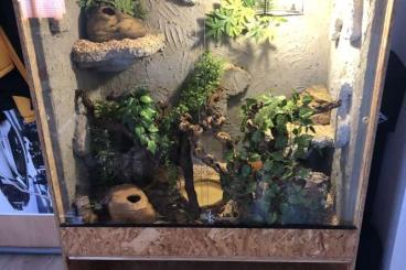Snakes kaufen und verkaufen Photo: Komplettes Terrarium mit drei Kornnattern und sehr vielen Zubehör 