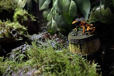 Poison dart frogs kaufen und verkaufen Photo: Verkaufe Pfeilgiftfrosch und noch einen anderen